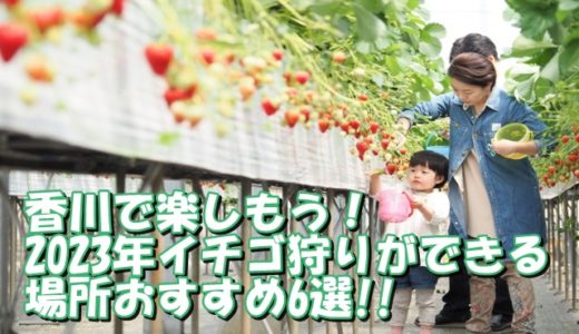 香川で楽しもう！2023年イチゴ狩りができる場所おすすめ6選!!